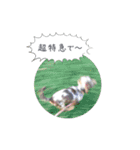ミニチュアダックス寧寧と愉快な仲間達 2（個別スタンプ：8）