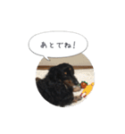 ミニチュアダックス寧寧と愉快な仲間達 2（個別スタンプ：10）
