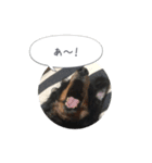 ミニチュアダックス寧寧と愉快な仲間達 2（個別スタンプ：11）