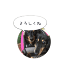 ミニチュアダックス寧寧と愉快な仲間達 2（個別スタンプ：13）