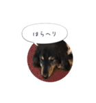 ミニチュアダックス寧寧と愉快な仲間達 2（個別スタンプ：20）