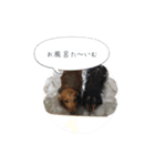 ミニチュアダックス寧寧と愉快な仲間達 2（個別スタンプ：21）