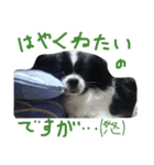 モコたんの日常(U´・ェ・)（個別スタンプ：1）
