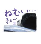モコたんの日常(U´・ェ・)（個別スタンプ：3）