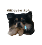 pome Moca2（個別スタンプ：3）