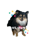 pome Moca2（個別スタンプ：7）