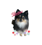 pome Moca2（個別スタンプ：11）