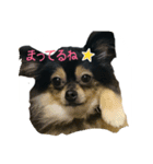 pome Moca2（個別スタンプ：12）