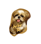 wasabichan（個別スタンプ：12）