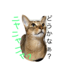ねこのはるです（個別スタンプ：2）