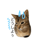 ねこのはるです（個別スタンプ：5）