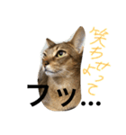 ねこのはるです（個別スタンプ：6）