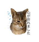 ねこのはるです（個別スタンプ：7）