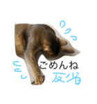 ねこのはるです（個別スタンプ：8）