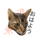 ねこのはるです（個別スタンプ：9）