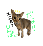 ねこのはるです（個別スタンプ：10）