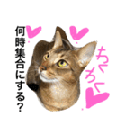 ねこのはるです（個別スタンプ：11）