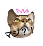 ねこのはるです（個別スタンプ：12）