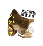 ねこのはるです（個別スタンプ：13）