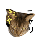ねこのはるです（個別スタンプ：14）