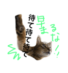 ねこのはるです（個別スタンプ：15）