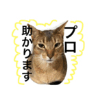 ねこのはるです（個別スタンプ：16）