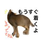 ねこのはるです（個別スタンプ：18）