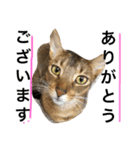 ねこのはるです（個別スタンプ：19）