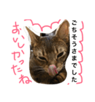 ねこのはるです（個別スタンプ：21）