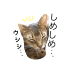 ねこのはるです（個別スタンプ：22）