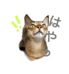 ねこのはるです（個別スタンプ：25）