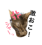 ねこのはるです（個別スタンプ：26）
