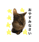 ねこのはるです（個別スタンプ：30）