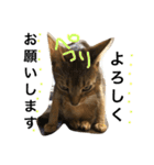 ねこのはるです（個別スタンプ：31）