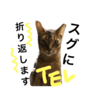 ねこのはるです（個別スタンプ：32）