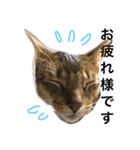 ねこのはるです（個別スタンプ：33）