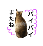 ねこのはるです（個別スタンプ：35）
