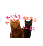 菅原家の動物達2（個別スタンプ：2）