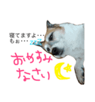 菅原家の動物達2（個別スタンプ：5）