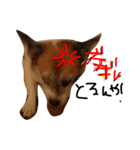 菅原家の動物達2（個別スタンプ：13）