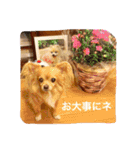 クーちゃん＆プリンちゃん（個別スタンプ：10）
