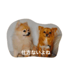 クーちゃん＆プリンちゃん（個別スタンプ：13）