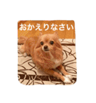 クーちゃん＆プリンちゃん（個別スタンプ：24）