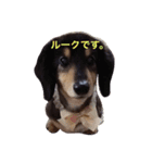 るーくのすたんぷ（個別スタンプ：1）