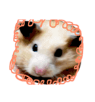 ぶーもっちー（個別スタンプ：1）