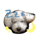 ぶーもっちー（個別スタンプ：2）