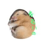 ぶーもっちー（個別スタンプ：11）