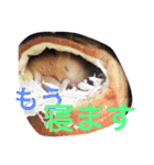 ぶーもっちー（個別スタンプ：17）