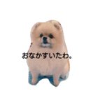ぽーちゃんたち①（個別スタンプ：1）
