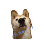 ぽーちゃんたち①（個別スタンプ：4）